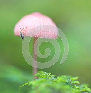 Mushrooms Mycena epipterygia photo