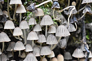 Mushrooms-a mysterious and still unexplored species of living organisms photo