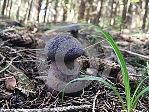 Mushrooms in a natural quiet environment