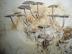 Mushrooms naturally bloom on a wall