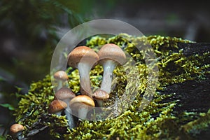 Mushrooms in nature