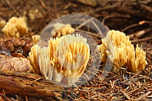 Mushrooms in needles