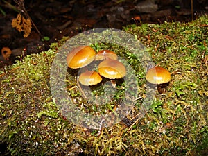 Mushrooms in the northern forest in late autumn. The Latin name is Collybia distorta, Rhodocollybia prolixa.