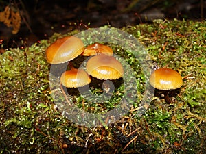 Mushrooms in the northern forest in late autumn. The Latin name is Collybia distorta, Rhodocollybia prolixa.