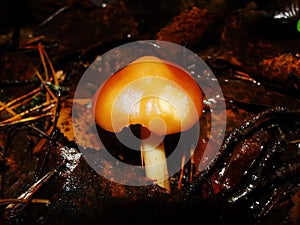 Mushrooms in the northern forest in late autumn. The Latin name is Collybia distorta, Rhodocollybia prolixa.