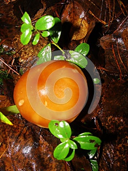 Mushrooms in the northern forest in late autumn. The Latin name is Collybia distorta, Rhodocollybia prolixa.