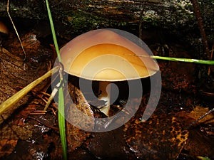 Mushrooms in the northern forest in late autumn. The Latin name is Collybia distorta, Rhodocollybia prolixa.