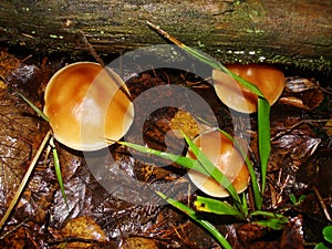Mushrooms in the northern forest in late autumn. The Latin name is Collybia distorta, Rhodocollybia prolixa.