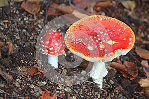 Mushrooms not edible in the forest in autumn