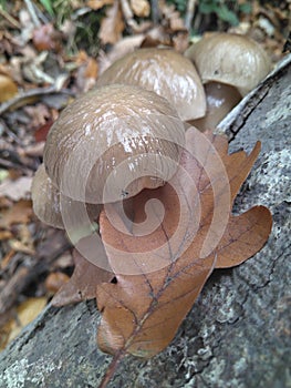 Mushrooms and oak leaf in the forest in autumn