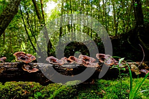 Mushrooms that occur in tropical forests of Thailand photo