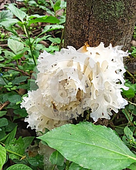 Mushrooms are often called snow mushrooms because they are white like snow