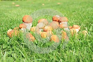 Mushrooms - Orange Birch Bolete