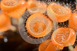 Mushrooms Orange Cup Fungi in the forest Mushroom Orange Cup Fun