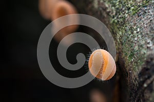 Mushrooms orange fungi cup Cookeina sulcipes Berk. Kuntze. o