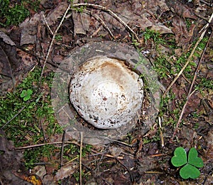 Mushrooms - Ordinary Veselka in the egg stage