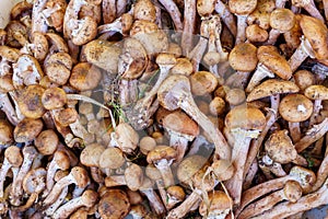 Mushrooms - Organic produce at the Farmers Market