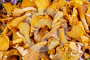 Mushrooms - Organic produce at the Farmers Market