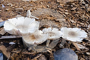 Mushrooms Outdoor Growing From Sawdust