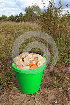 Mushrooms in pail