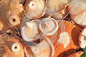 Mushrooms in pail