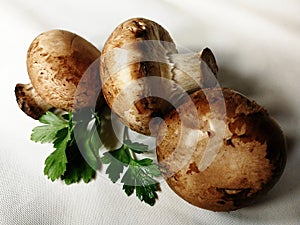 Mushrooms and persil on a white canvas