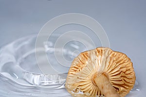 Mushrooms picked in the German garden and photographed in the studio