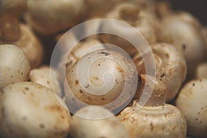 Mushrooms in a pile close up with bohkeh