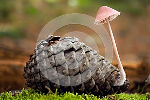 Mushrooms in a pine cone