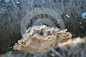 Mushrooms and plait on a cherry treetrunk