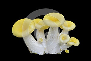 Mushrooms Pleurotus citrinopileatus 1