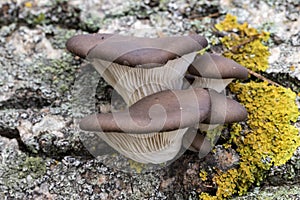 Mushrooms / Pleurotus ostreatus, group of fungi growing on the dead trunk of a tree