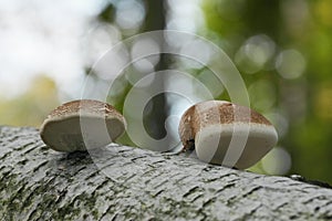 Mushrooms - Polyporus photo
