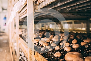 Mushrooms Portobello and champignons factory