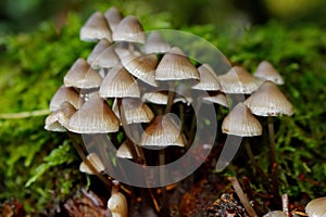 Mushrooms potential use in treating migraines?