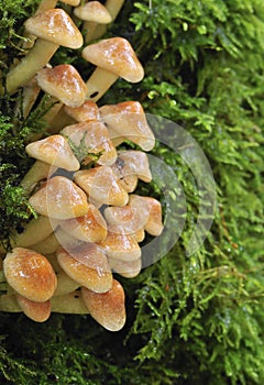 Mushrooms, Psathyrella multipedata.