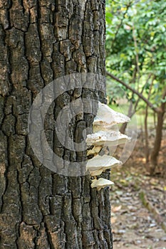 Mushrooms On Quercus Cerris Native From Europe