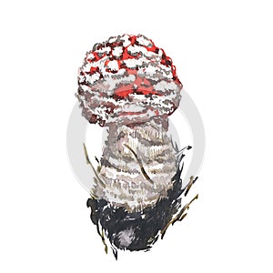 Mushrooms red amanita isolated on white background. Watercolor hand drawn botanic realistic illustration. Art for design