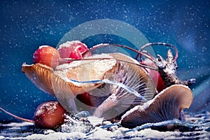 Mushrooms and red berries in snow and frost on a blue background. Christmas artistic image