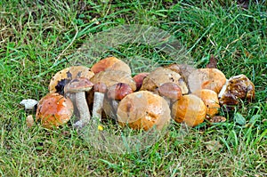 Mushrooms red cap scaber stalk