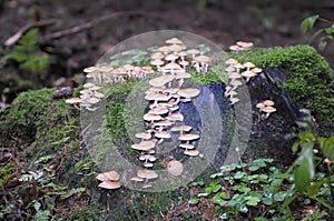 Mushrooms on rock