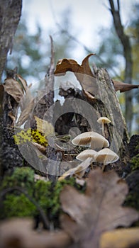 Mushrooms on the rotten stump of a fallen tree against green plants