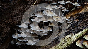 Mushrooms on rotting log