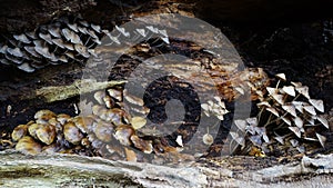 Mushrooms on rotting log