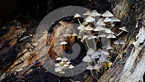 Mushrooms on rotting log