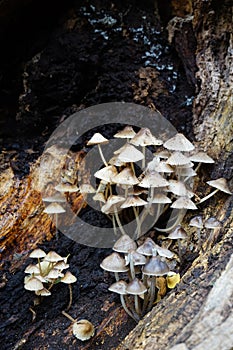 Mushrooms on rotting log