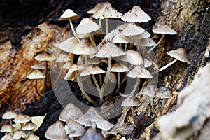 Mushrooms on rotting log