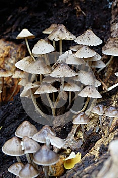 Mushrooms on rotting log