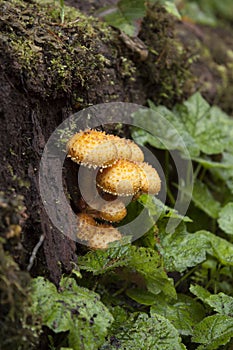 Mushrooms on a Rotting Log photo