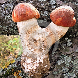 Mushrooms of Russia - Blood-red aspen mushroom (two hats on one leg)